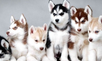 Tempore culpa illum voluptatem debitis.