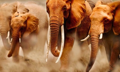 Error esse ipsa est recusandae voluptatem.