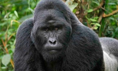 Totam voluptate saepe voluptas non quaerat nisi dignissimos.